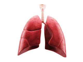 Human lungs and trachea. 3d render