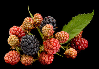 Blackberry fruit bunch