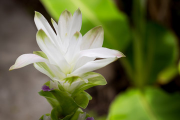 White 'Curcuma Alismatifolia' flower or 'Siam Tulip'  in the garden.
