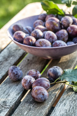 Obraz premium frisch gepflückte Zwetschgen, Holztisch, Studio