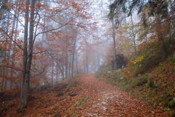 Obraz premium Deutschland, Bayern, Oberbayern, Berchtesgadener Land, Nationalp