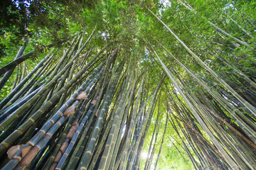 low angle view of green reeds in a bamboo forest