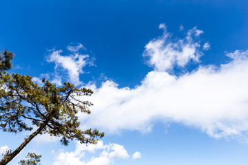 Obraz premium Pine on a background of blue sky and white cloud