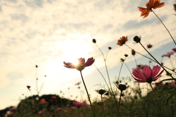 展海望のコスモス