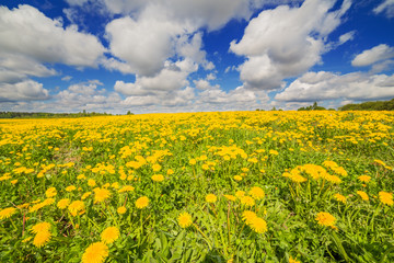 Dandelion field blossoming with beautiful sky and clouds
