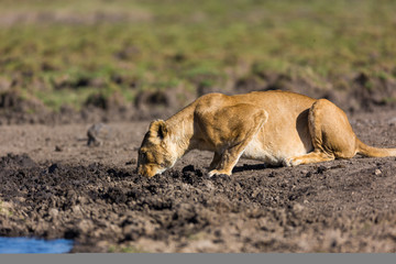 Lion in Kenya, Africa
