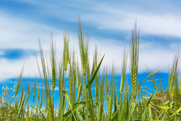 Wheat ears natural spring field background blue sky