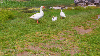 Obraz na płótnie Canvas Gooses standing on green grass farm bird lawn