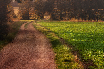 the way the cultivation of lettuce fx