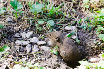 Little gray mouse