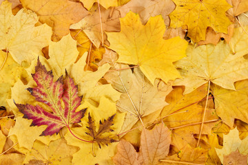 red and yellow autumn leaves background