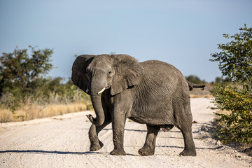 Fototapeta na wymiar Big Elephant in Etosha National Park, Namibia, Africa