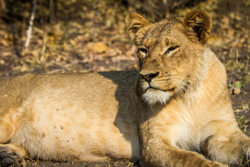 A beautiful lioness in the middle of the bush in the Chobe National Park, Botswana, Africa 