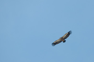 vulture