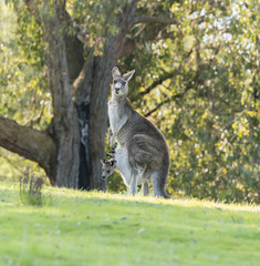 Kangaroo mother with baby joey