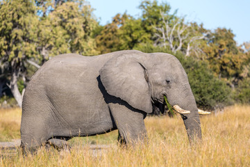 Naklejka na ściany i meble Beautiful elephant in Khwai Conservation Area in Botswana, Africa