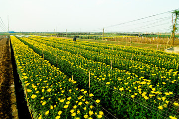 beautiful chrysanthemum