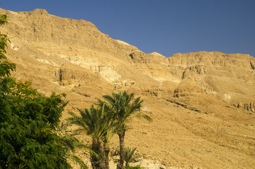 Oasis in Judean desert with palm trees