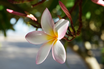 White and yellow plumeria flowers  in Thailand.