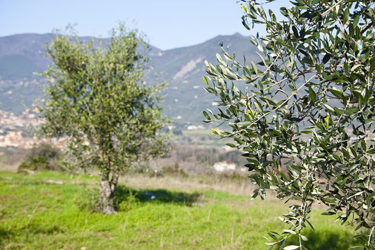 An olive tree in the Tuscany countryside