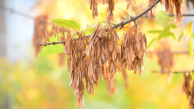 Close up of ash tree yellow leaves in autumn