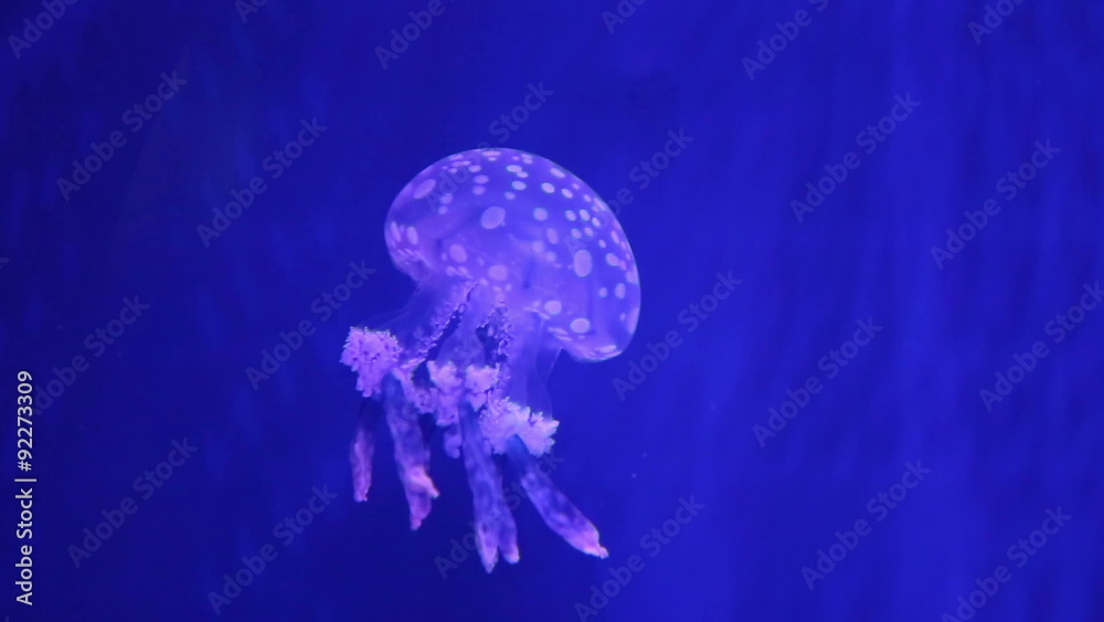 Sticker luminescent jellyfishe in the water