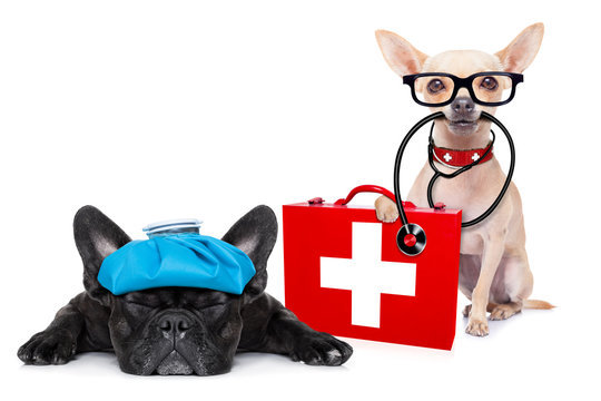 medical doctor sick and ill dogs