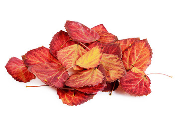 Autumn leaves isolated on white