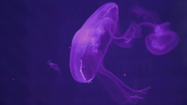 luminescent jellyfishe in the water