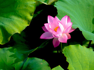 Pink lotus flower
