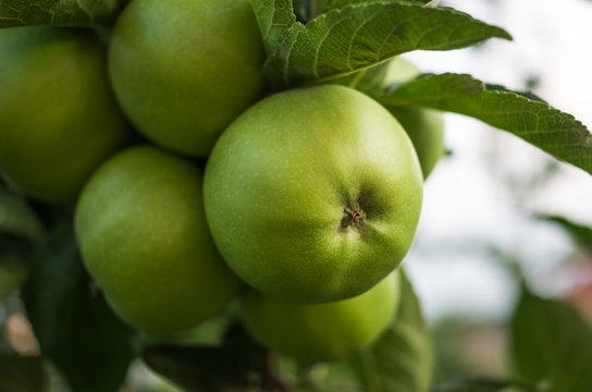 Green apples on a branch ready to be harvested gardener, outdoors, selective attention