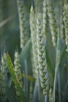Weizen