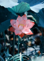 Door stickers Lotusflower Pink lotus flower