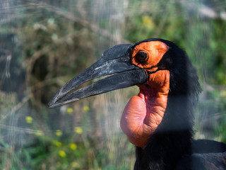 Кафрский рогатый ворон или южный рогатый ворон (Bucorvus leadbeateri) . Птица-носорог, род рогатых воронов. Хищник