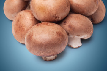 fresh mushroom