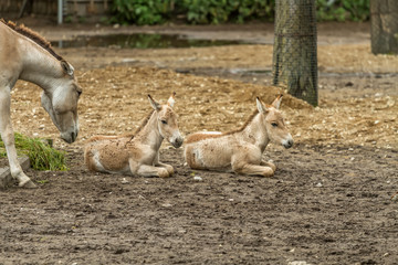 Obraz premium two Young horses
