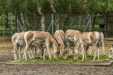 Young horses live in the zoo garden