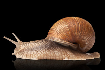 One big snail