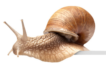 One big snail