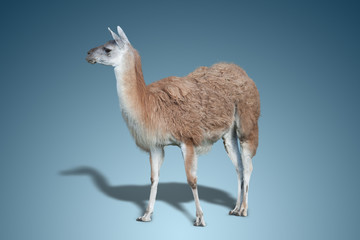 one cute Lama