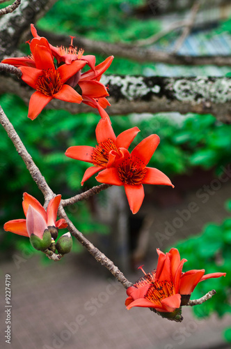 The Flowers Of Ceiba Tree Crimson Kapok Flowers Blossom Of The Red Silk Cotton Tree Wall Mural Degist