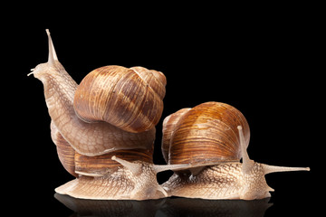 three big snails