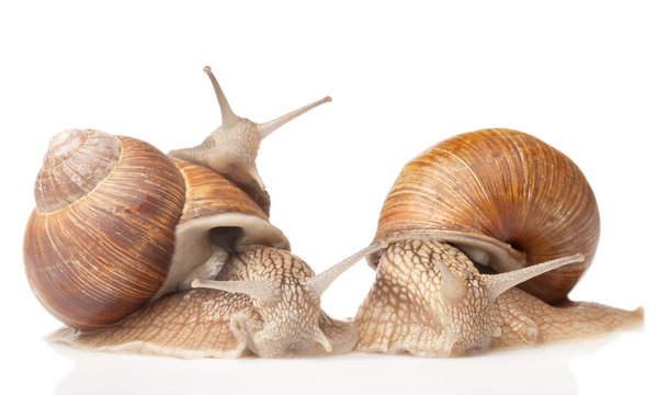 three big snails