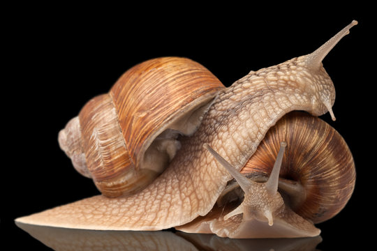 two big snails posing