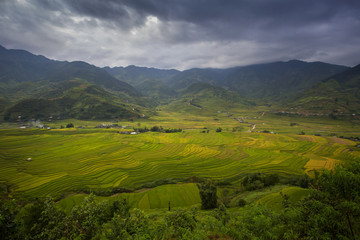 Rice farm in Vietnam