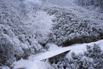 Puente sobre un camino en el bosque en invierno, cubierto de nieve. Pico del Lobo, motañas del sistema central, España.