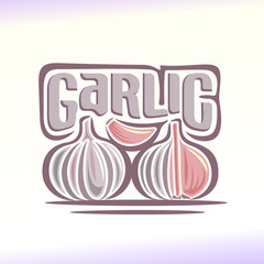 Vector illustration on the theme of  garlic