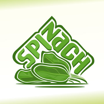Vector illustration on the theme of  spinach 