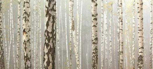 Grove of birch trees and dry grass in early autumn, fall panorama © yarbeer