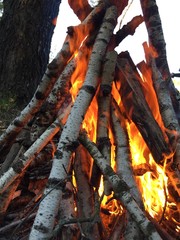 Bonfire in the forest